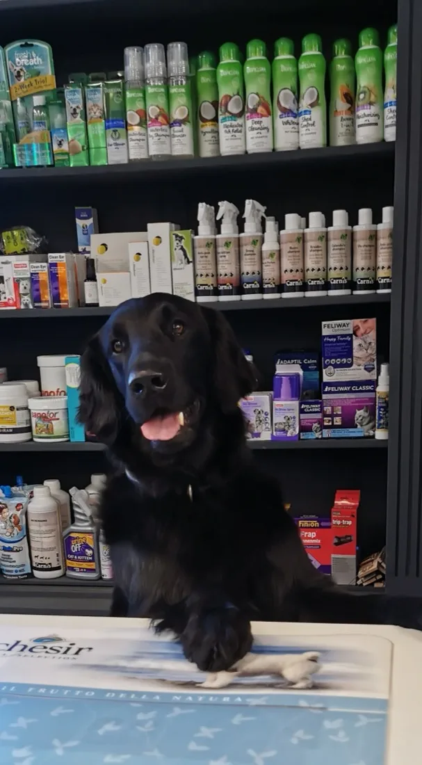 Een zwarte hond voor de schappen met verzorging