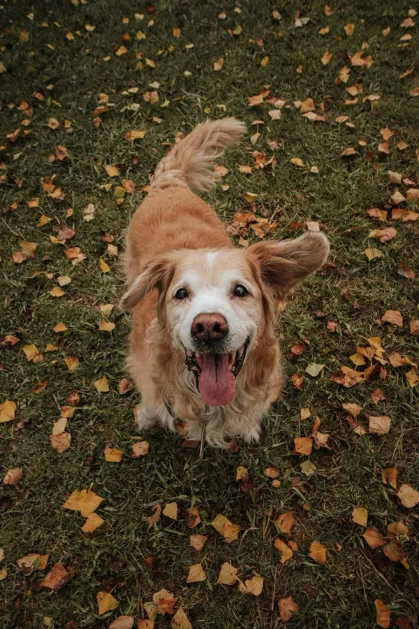 Een golden retriever tussen de herfstbladeren