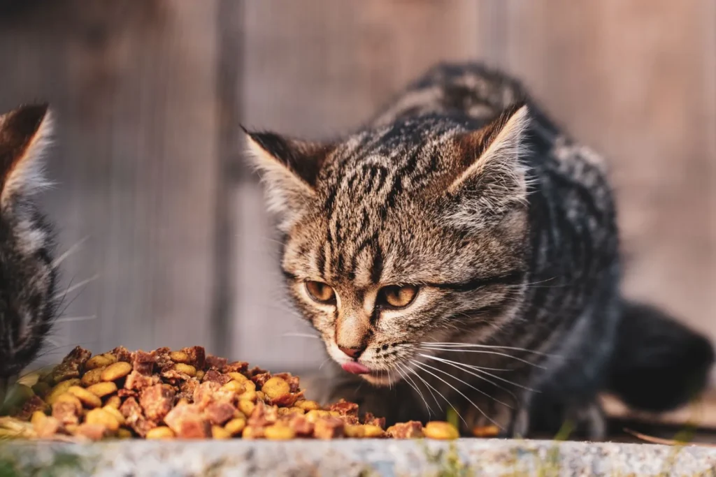 Een kat eet brokjes uit een bakje