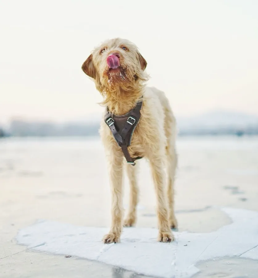 Een hond in een zwart tuig op het strand