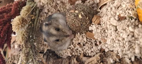 Een hamster tussen het stro