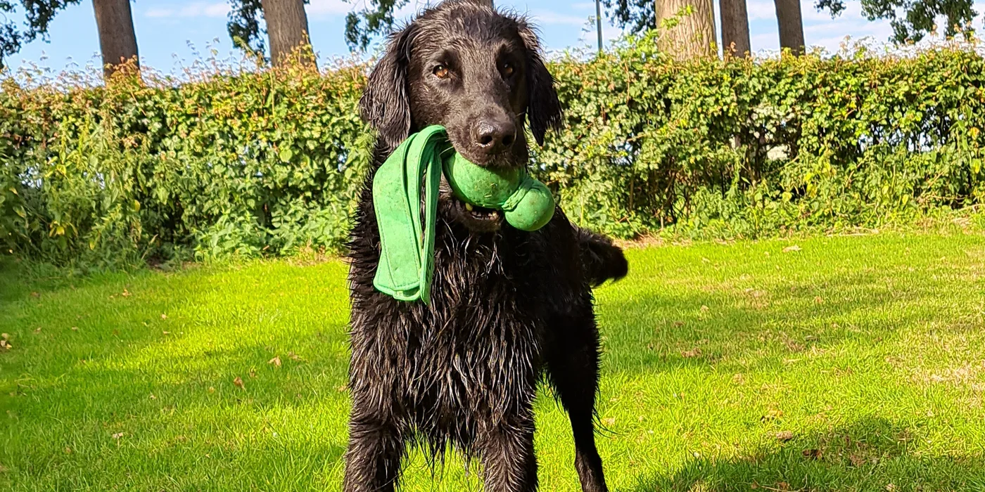 Een zwarte hond met een groen speeltje in het gras