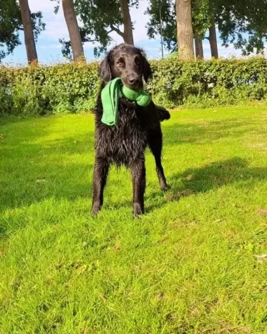 Een zwarte hond met een speeltje in een grasveld