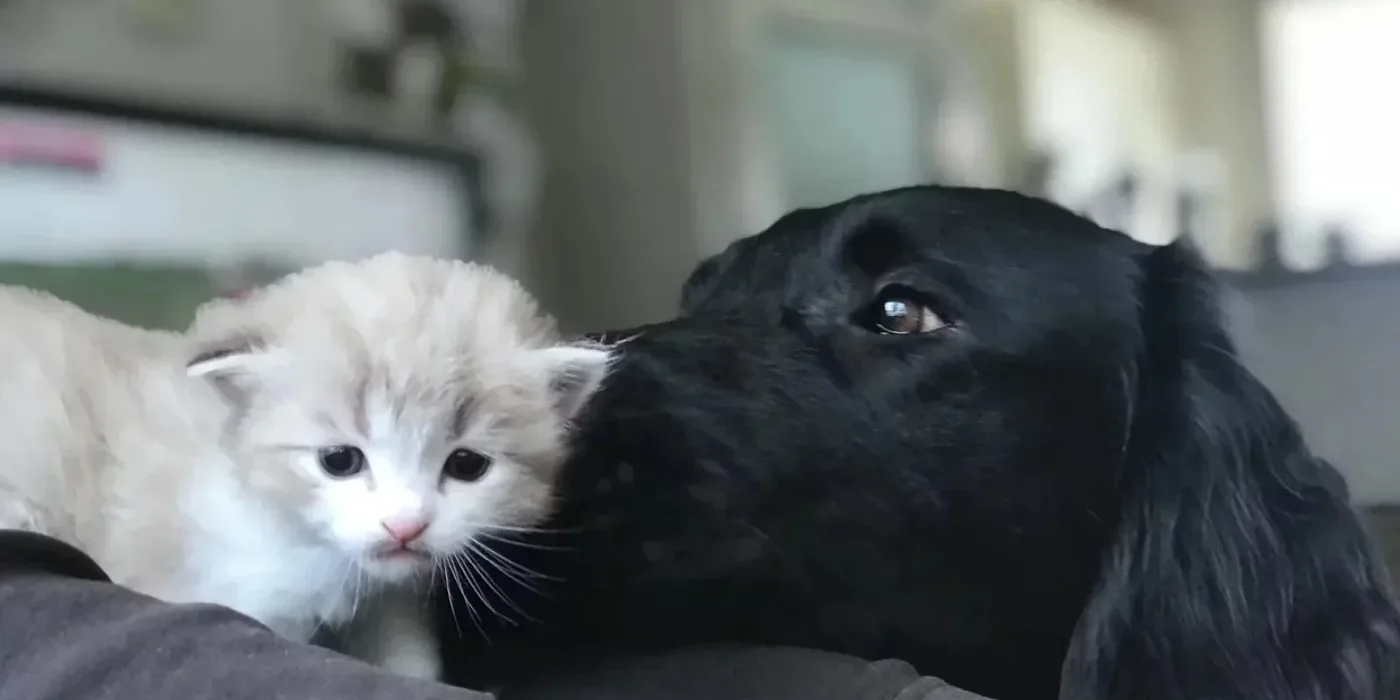 Een kitten en een zwarte hond dicht tegen elkaar aan