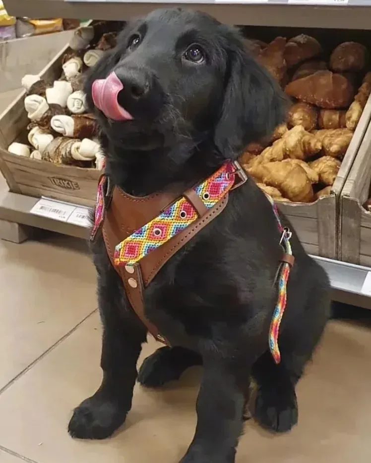 Een zwarte pup in een kleurig tuigje in de winkel