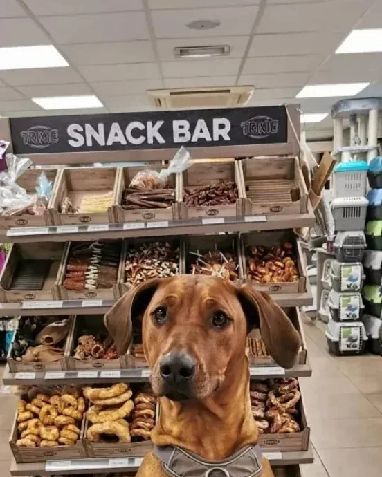 Een hond in een tuigje staat met de voorpoten op de toonbank voor de snackbar