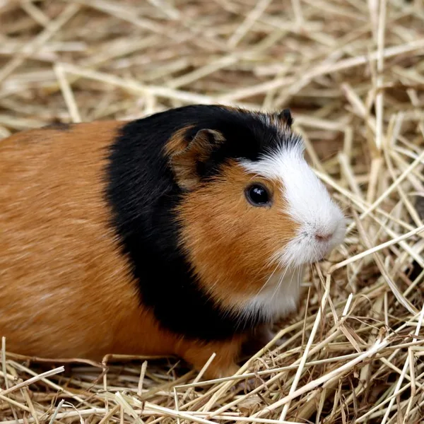 Een cavia in het stro