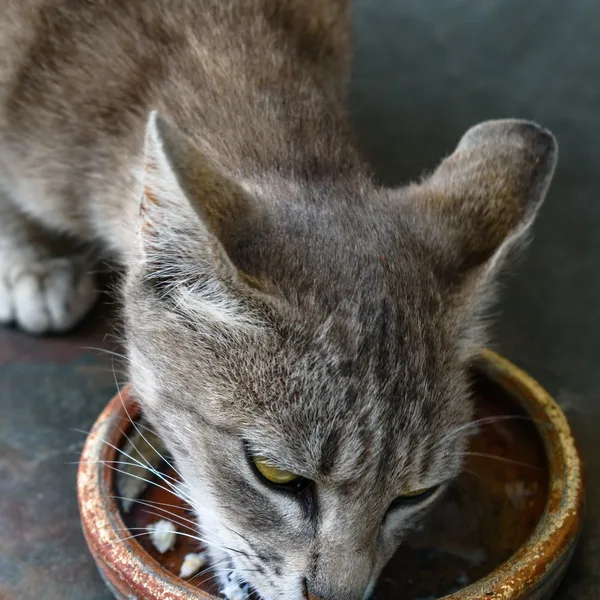 Een grijze kat eet uit een aardewerken schaal