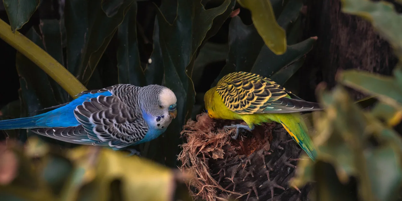 Twee grasparkieten tussen groene bladeren