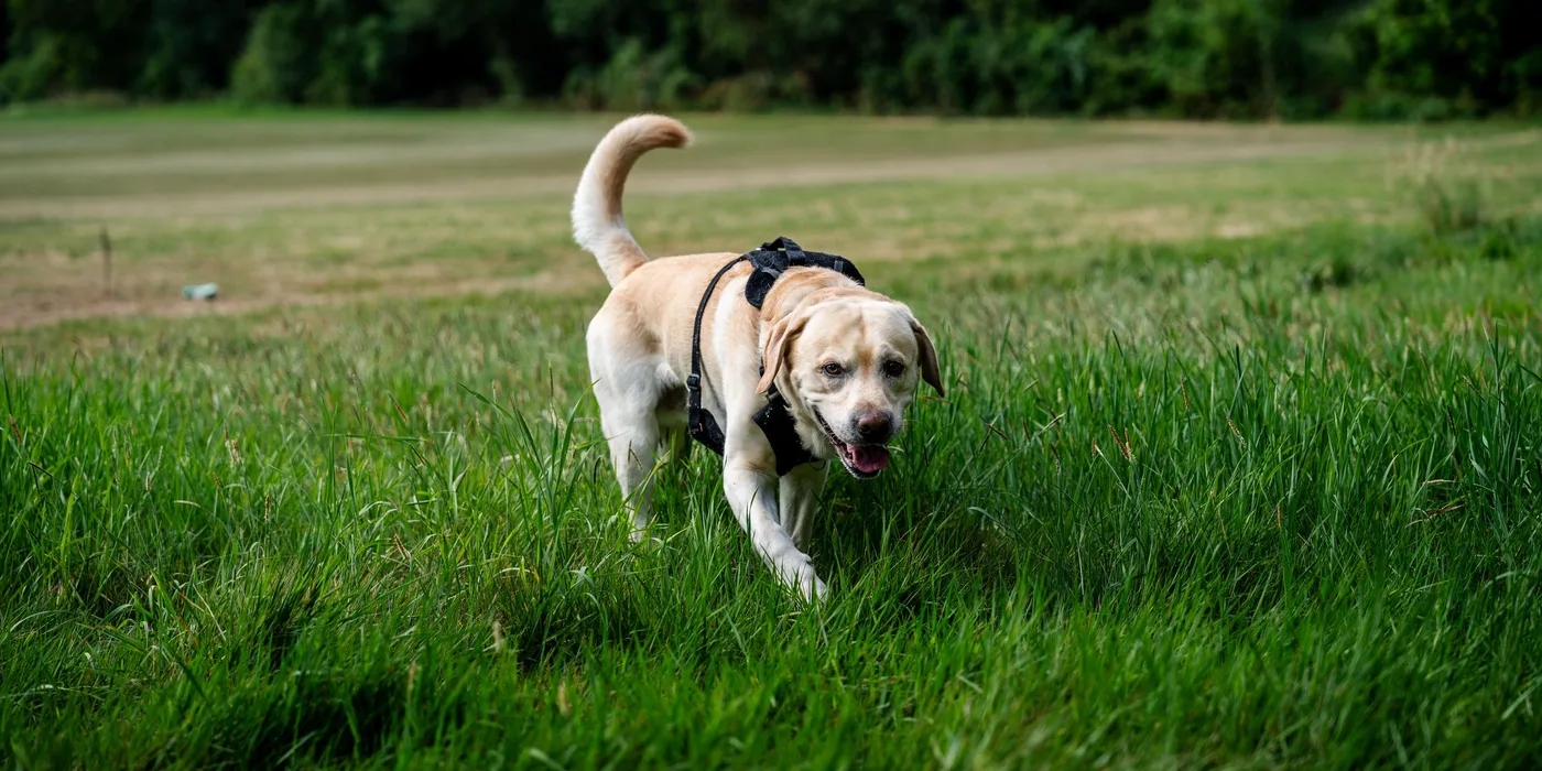 Een hond in een goed passend tuig loopt door het gras