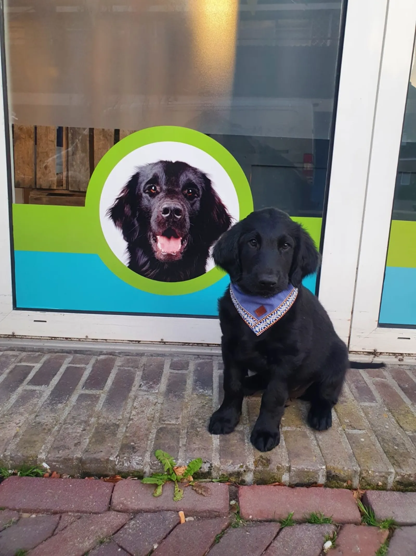 Een zwarte pup voor de etalage van PetsOnly! met de raamsticker