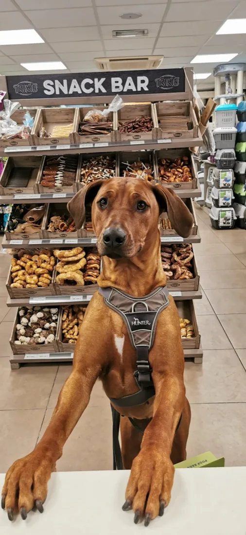 Een hond voor de snackbar in de winkel