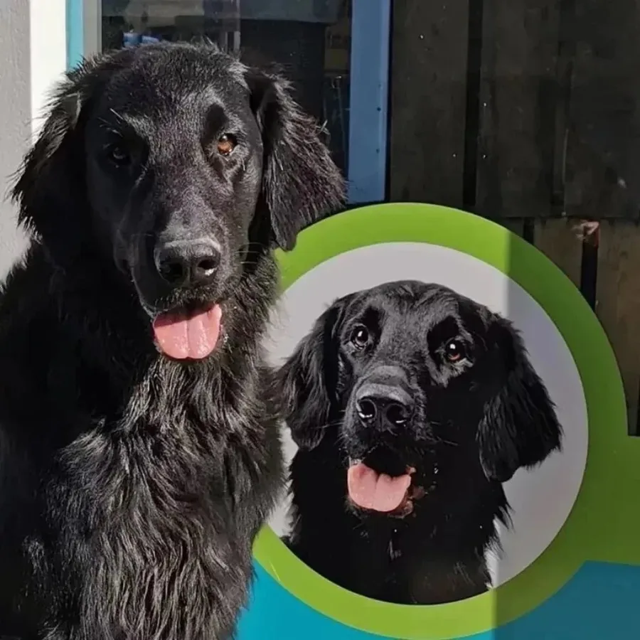 Een zwarte hond voor de raamsticker van PetsOnly!