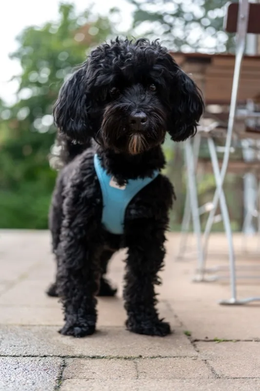 Een jonge zwarte hond in een blauw tuig