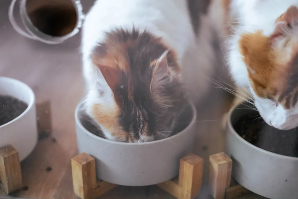 Twee katten eten uit een bakje